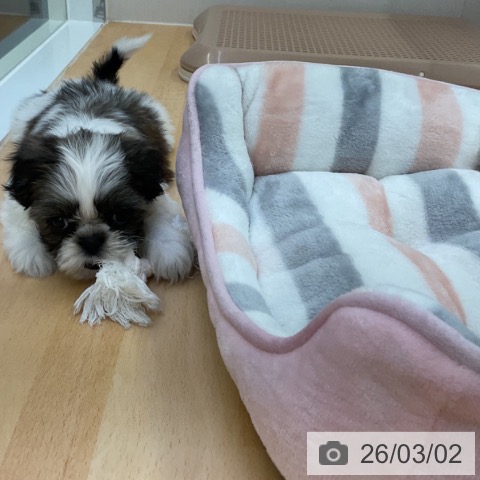 シー・ズーの写真