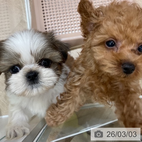 シー・ズーの写真