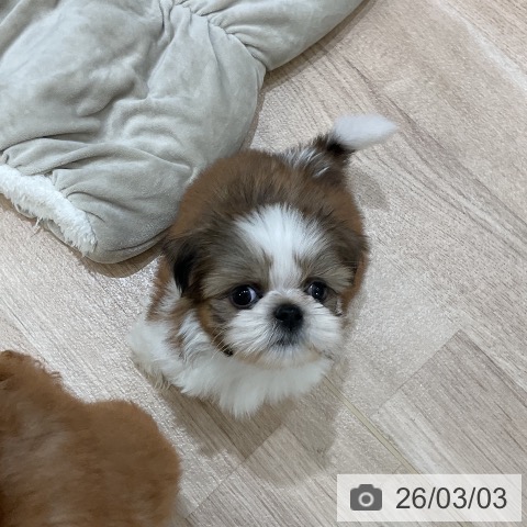 福岡県のシーズー (ペットプラス 香椎浜店/2025年12月31日生まれ/男の子/ゴールドホワイト)の子犬の3枚目の画像