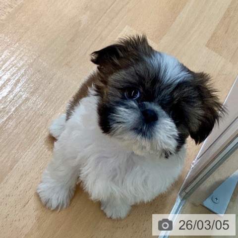 シー・ズーの写真