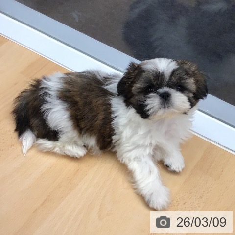 熊本県のシーズー (ペットプラス 熊本店/2025年12月31日生まれ/女の子/ゴールドホワイト)の子犬の3枚目の画像