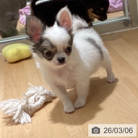 鹿児島県のチワワ(ロング) (ペットプラス 姶良店/2026年1月1日生まれ/女の子/ホワイトレッド)の子犬の4枚目の画像