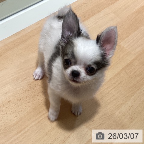 鹿児島県のチワワ(ロング) (ペットプラス 姶良店/2026年1月1日生まれ/女の子/ホワイトレッド)の子犬の3枚目の画像