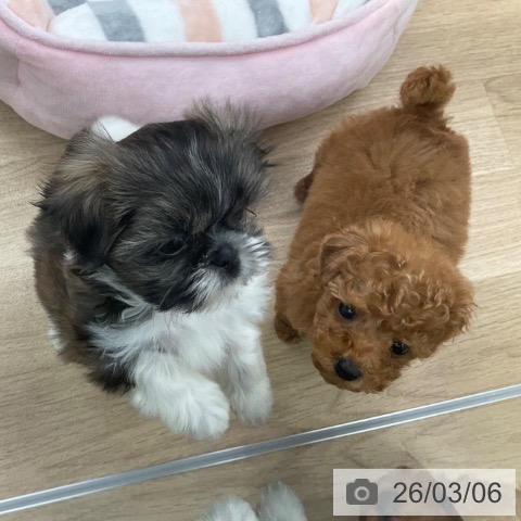 トイ・プードルの写真