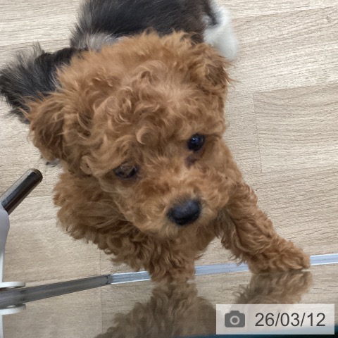 福岡県のトイプードル(トイ) (ペットプラス 春日店/2026年1月1日生まれ/男の子/レッド)の子犬の4枚目の画像