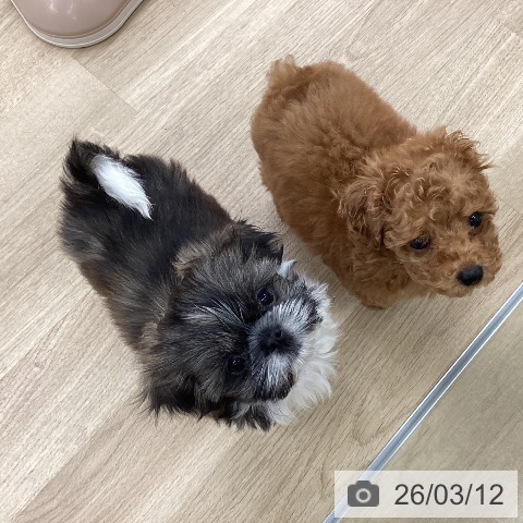 福岡県のトイプードル(トイ) (ペットプラス 春日店/2026年1月1日生まれ/男の子/レッド)の子犬の3枚目の画像