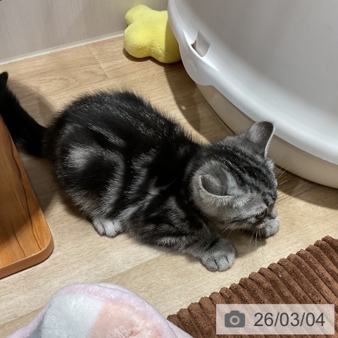 福岡県のアメリカンショートヘアー (ペットプラス 八幡東店/2025年12月21日生まれ/男の子/シルバータビー)の子猫の4枚目の画像