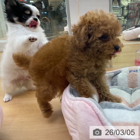 福岡県のトイプードル(トイ) (ペットプラス 福岡伊都店/2025年12月24日生まれ/男の子/アプリコット)の子犬の4枚目の画像