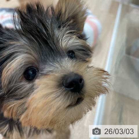 福岡県のヨークシャーテリア (ペットプラス 八幡東店/2025年12月30日生まれ/男の子/スチールブルータン)の子犬の4枚目の画像