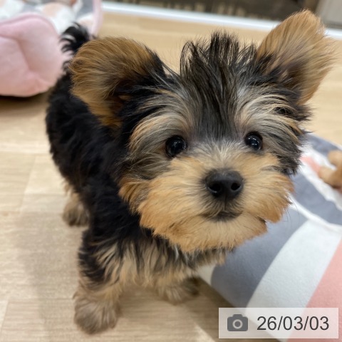 福岡県のヨークシャーテリア (ペットプラス 八幡東店/2025年12月30日生まれ/男の子/スチールブルータン)の子犬の3枚目の画像