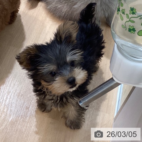 ヨークシャー・テリアの写真