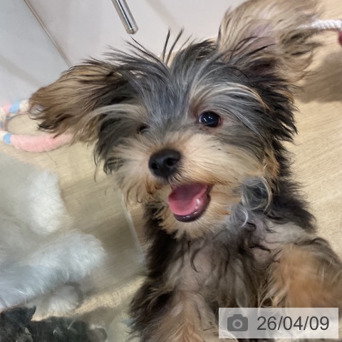 ヨークシャー・テリアの写真