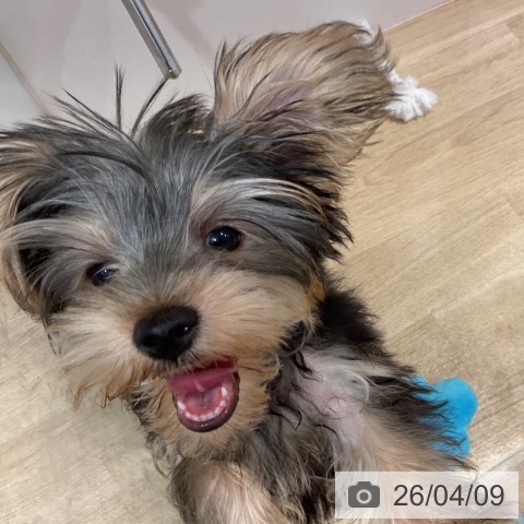 ヨークシャー・テリアの写真