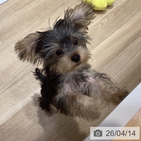 ヨークシャー・テリアの写真