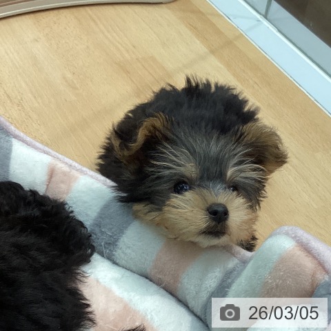 ヨークシャー・テリアの写真