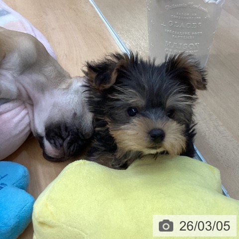 ヨークシャー・テリアの写真