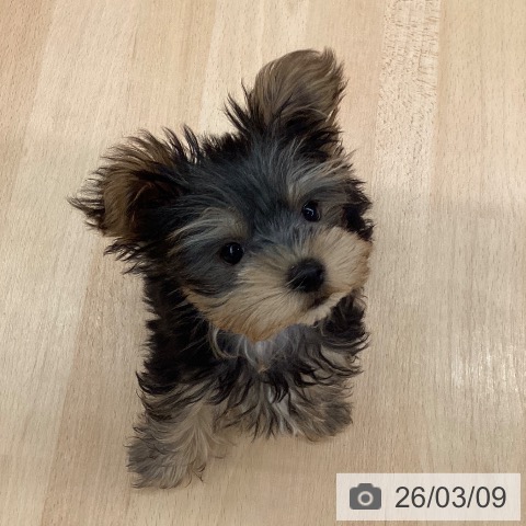 ヨークシャー・テリアの写真