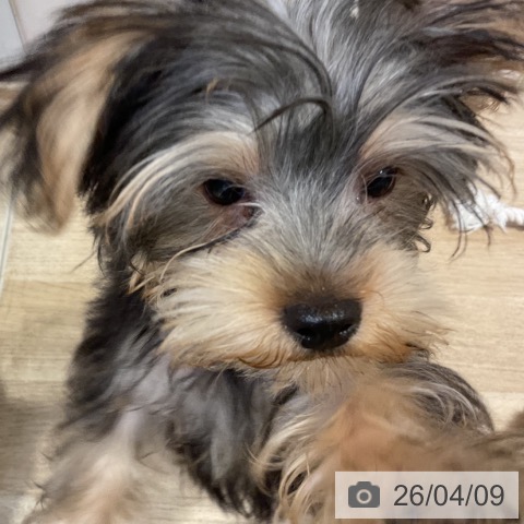 福岡県のヨークシャーテリア (ペットプラス 小倉南店/2025年12月30日生まれ/男の子/スチールブルータン)の子犬の4枚目の画像