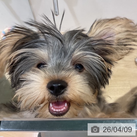 福岡県のヨークシャーテリア (ペットプラス 小倉南店/2025年12月30日生まれ/男の子/スチールブルータン)の子犬の3枚目の画像