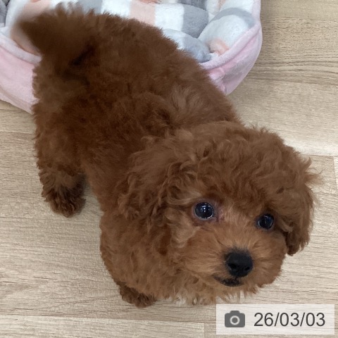 トイ・プードルの写真