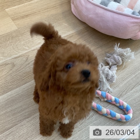 トイ・プードルの写真