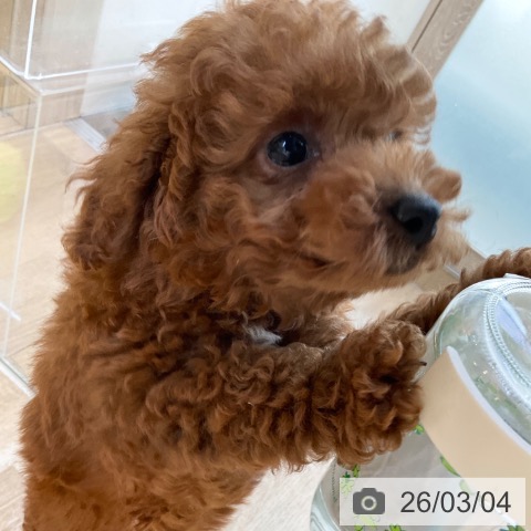 トイ・プードルの写真