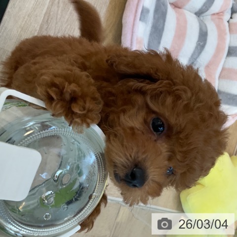 トイ・プードルの写真