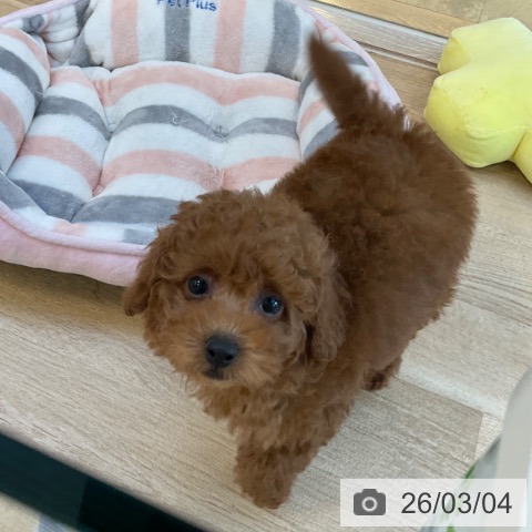 トイ・プードルの写真