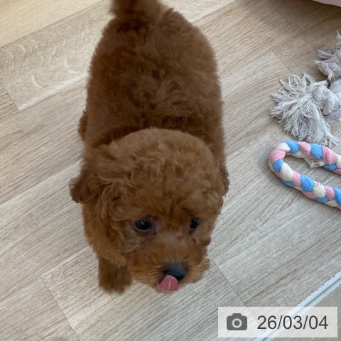 トイ・プードルの写真