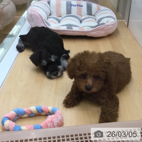 福岡県のトイプードル(トイ) (ペットプラス 八幡東店/2025年12月30日生まれ/男の子/レッド)の子犬の4枚目の画像