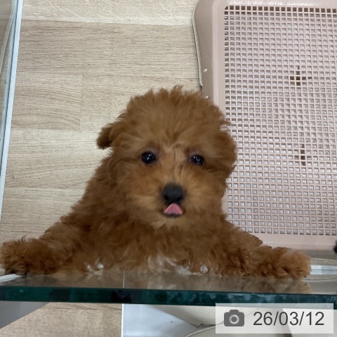 福岡県のトイプードル(トイ) (ペットプラス 八幡東店/2025年12月30日生まれ/男の子/レッド)の子犬の3枚目の画像