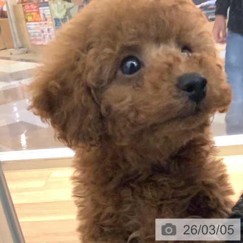 宮崎県のトイプードル(トイ) (ペットプラス 宮崎店/2025年12月30日生まれ/男の子/レッド)の子犬の4枚目の画像