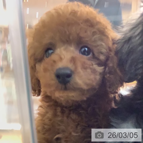 宮崎県のトイプードル(トイ) (ペットプラス 宮崎店/2025年12月30日生まれ/男の子/レッド)の子犬の3枚目の画像