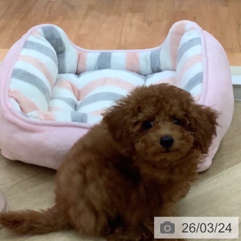 宮崎県のトイプードル(トイ) (ペットプラス 宮崎店/2025年12月30日生まれ/男の子/レッド)の子犬の4枚目の画像