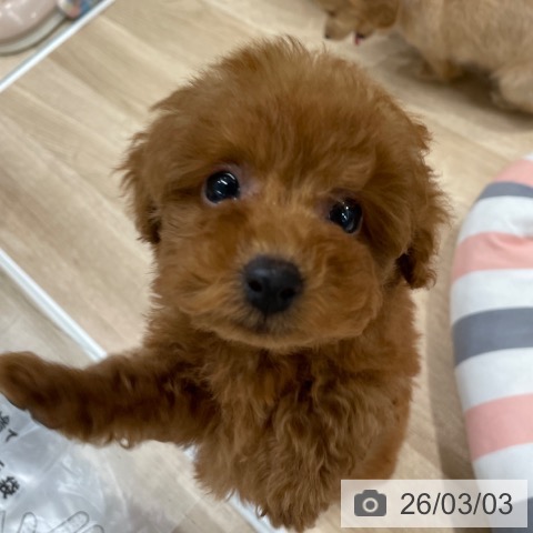 福岡県のトイプードル(トイ) (ペットプラス 八幡東店/2025年12月30日生まれ/女の子/レッド)の子犬の4枚目の画像