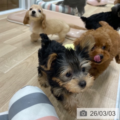 福岡県のトイプードル(トイ) (ペットプラス 八幡東店/2025年12月30日生まれ/女の子/レッド)の子犬の3枚目の画像