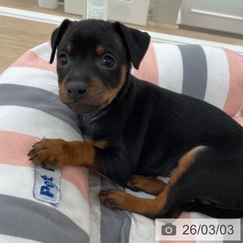 福岡県のミニチュアピンシャー (ペットプラス 八幡東店/2026年1月1日生まれ/男の子/ブラックタン)の子犬の4枚目の画像