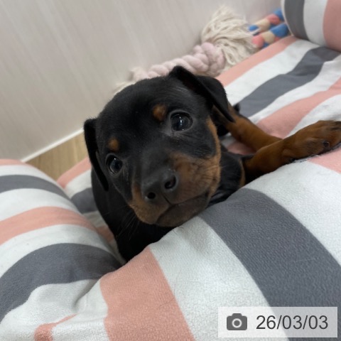 福岡県のミニチュアピンシャー (ペットプラス 八幡東店/2026年1月1日生まれ/男の子/ブラックタン)の子犬の3枚目の画像