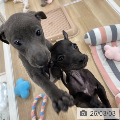 福岡県のイタリアングレーハウンド (ペットプラス 八幡東店/2025年12月29日生まれ/男の子/ブルーホワイトマーキングス)の子犬の4枚目の画像