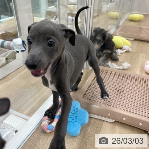 福岡県のイタリアングレーハウンド (ペットプラス 八幡東店/2025年12月29日生まれ/男の子/ブルーホワイトマーキングス)の子犬の3枚目の画像