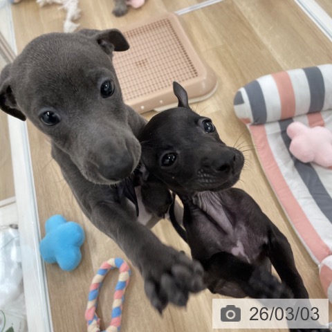 イタリアン・グレーハウンドの写真