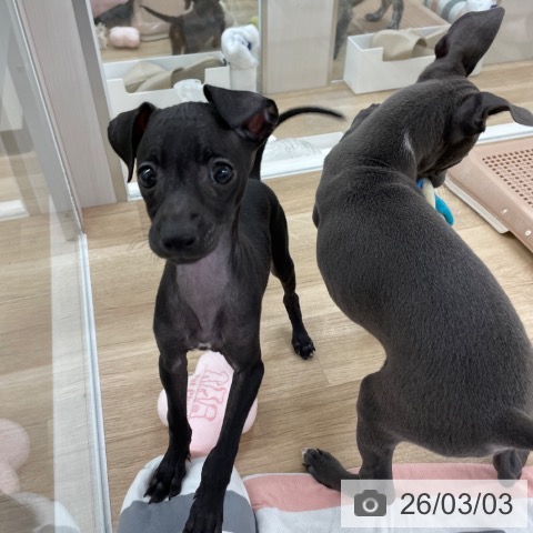 イタリアン・グレーハウンドの写真