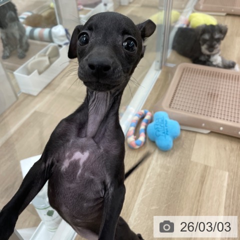 イタリアン・グレーハウンドの写真