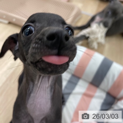 イタリアン・グレーハウンドの写真