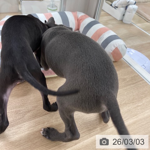 イタリアン・グレーハウンドの写真