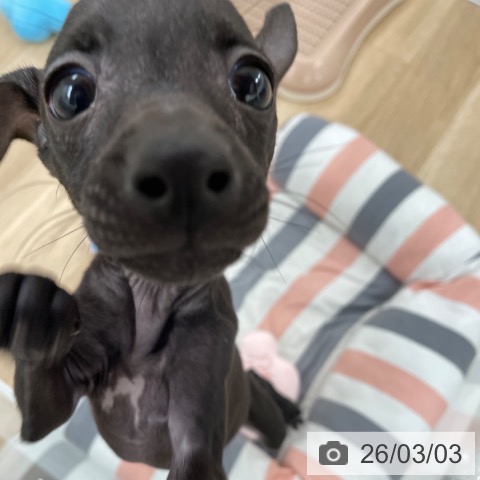 イタリアン・グレーハウンドの写真