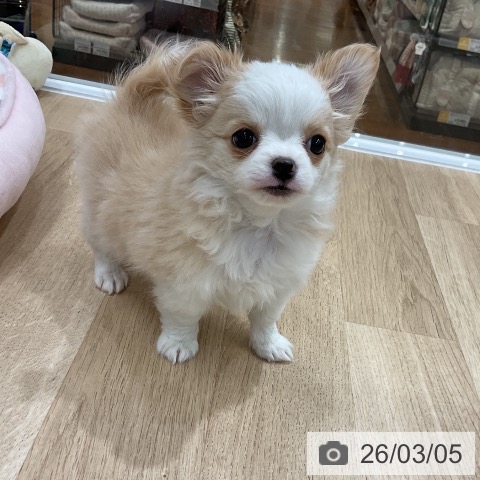 福岡県のチワワ(ロング) (ペットプラス 八幡東店/2026年1月1日生まれ/女の子/クリームホワイト)の子犬の3枚目の画像