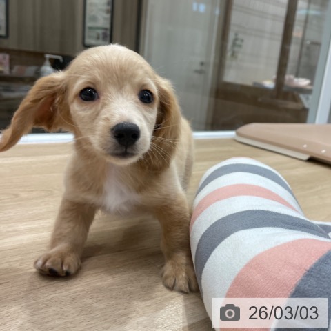 ミニチュア・ダックスフンドの写真