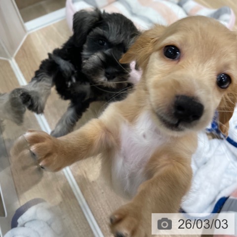 ミニチュア・ダックスフンドの写真