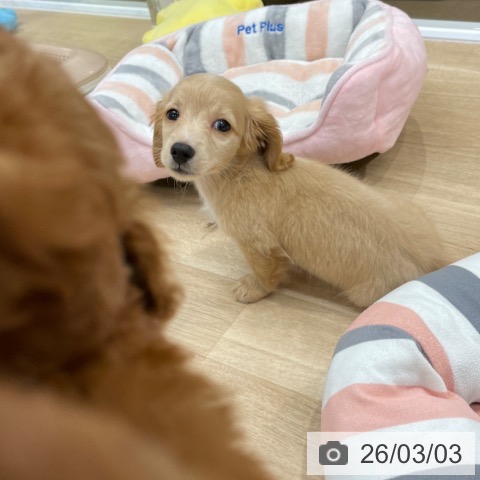 ミニチュア・ダックスフンドの写真